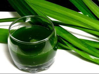 Poudre de feuille de Pandan verte naturelle et Pure pour colorant alimentaire et thé en vrac pour l'exportation