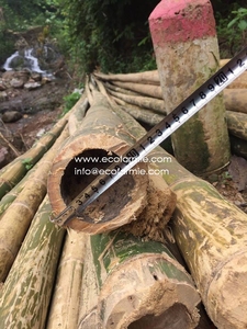 Moso Tonkin Tre Gai Tam Vong,เสาไม้ไผ่แห้งคุณภาพสูงจากเวียดนาม - Product Image 5