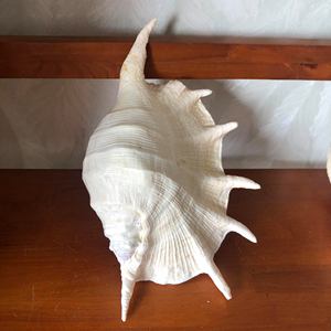 Coquille de cauris géante naturelle polie, toucher réel, forme naturelle, blanc brun tacheté, objet d'art, objet de collection, décoration intérieure - Product Image 2