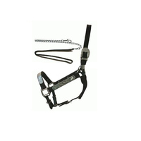 Halter en cuir de cheval arabe avec chaîne.