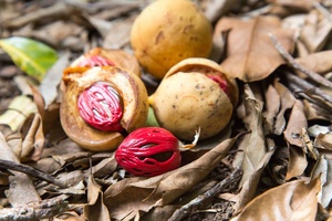 Aceite Esencial de Nuez Moscada Puro, Destilado al Vapor, Certificado GMP, Exportación a Granel, Fabricante en India por AARNAV GLOBAL EXPORTS - Product Image 2