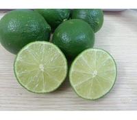 Lima fresca vietnamita y limón verde cítrico con embalaje de exportación personalizado producto agrícola