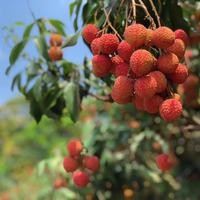 Verse Lychee/Litchi/Lichee/Lichi Beste Fruit In Vietnam 2021/Vicky + 84 90 393 1029