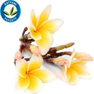 Aceite esencial de Frangipani orgánico puro, experiencia de aromaterapia, venta al por mayor, fabricación confiable a granel y proveedor de exportador indio - Product Image 3