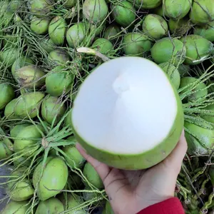 Top Quality Fresh Coconut with green, peeled for ready exporting Whatsapp : 84 981 144 196