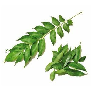 Huile Essentielle 100% Pure de Feuille de Curry et d'Arbre à Thé, Distillée à la Vapeur, Extrait Végétal, Disponible en OEM pour Diffuseur d'Arômes et Humidificateur d'Air - Product Image 5