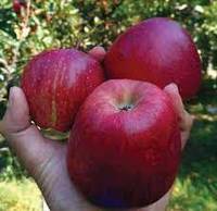 Verse rode Delicious appel, vers fruit uit Oostenrijk