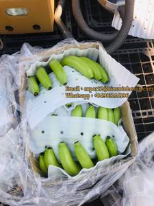 Chất Lượng Cao Tươi Cavenish Chuối Từ Việt Nam Màu Xanh Lá Cây <span class=keywords><strong>Class</strong></span> Một 13Kg Whatsapp 84 981 144 196 - Product Image 4