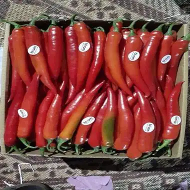 Fresh Style and Red Color chili pepper