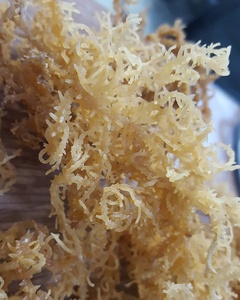Top Quality Dried <b>Sea</b> <b>Moss</b> or Irish <b>Sea</b> <b>Moss</b> 100% <b>Natural</b> for Making 120+ oz of Gel Mary - Product Image 4