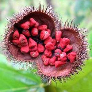 Semilla de annato seco de alta calidad, grano rojo Natural sin añadir alto valor nutritivo, mejor precio, Shyn Tran + 84382089109 - Product Image 1