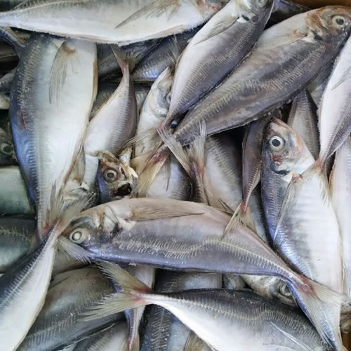 Ikan Makarel Beku Segar