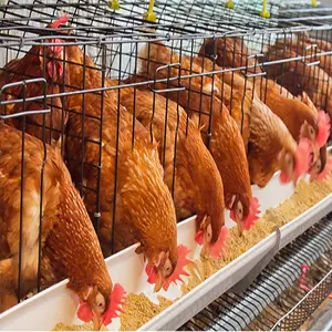 BETTER PROTEIN 18-24% PALM KERNEL CAKE OIL POULTRY FEEDS MANUFACTURER PKE CHICKEN,COW,SHEEP,GOAT Hyderabad PAKISTAN SOUTH ASIA