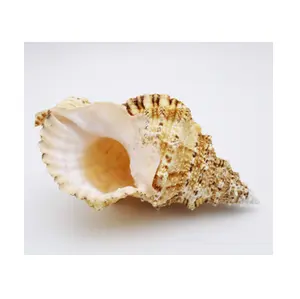 黄金奇奇拉莫苏斯贝壳材料-什锦贝壳混合-海滩婚礼装饰-海贝壳散装工艺