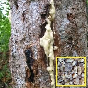 Résine de benjoin Siam, 10g, en vrac, gomme naturelle de haute qualité, provenant du Vietnam, shyn-tran + 843820889109 - Product Image 6