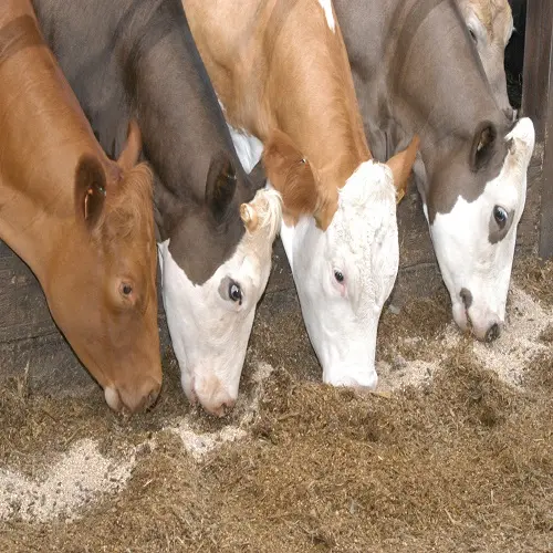 Colon COSTA RICA SUPPLÉMENT D'ALIMENTATION ANIMALE 35% HAUTE PROTÉINE PKE D'HUILE DE GÂTEAU de PALMISTE BÉTAIL POULET, VACHE, MOUTON, CHÈVRE