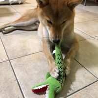 Jouet pour chien en peluche Kaico, design crocodile Kuso, style classique, jouet qui tient toute l'année, bonne qualité