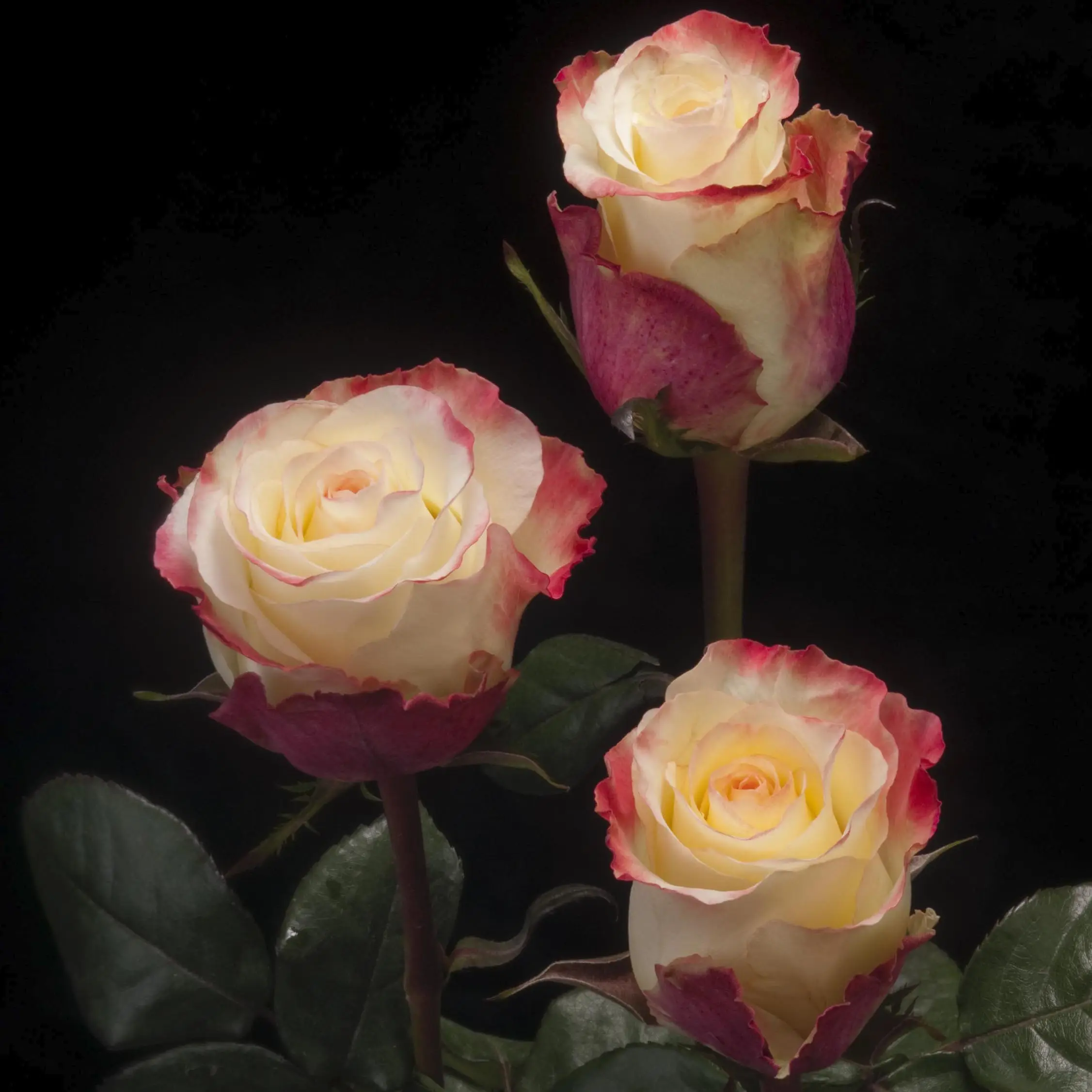 Roses séchées d'aublade, 15 pièces, fleurs à tige longue, pour mariage, vente en gros, blanc, rouge, jaune