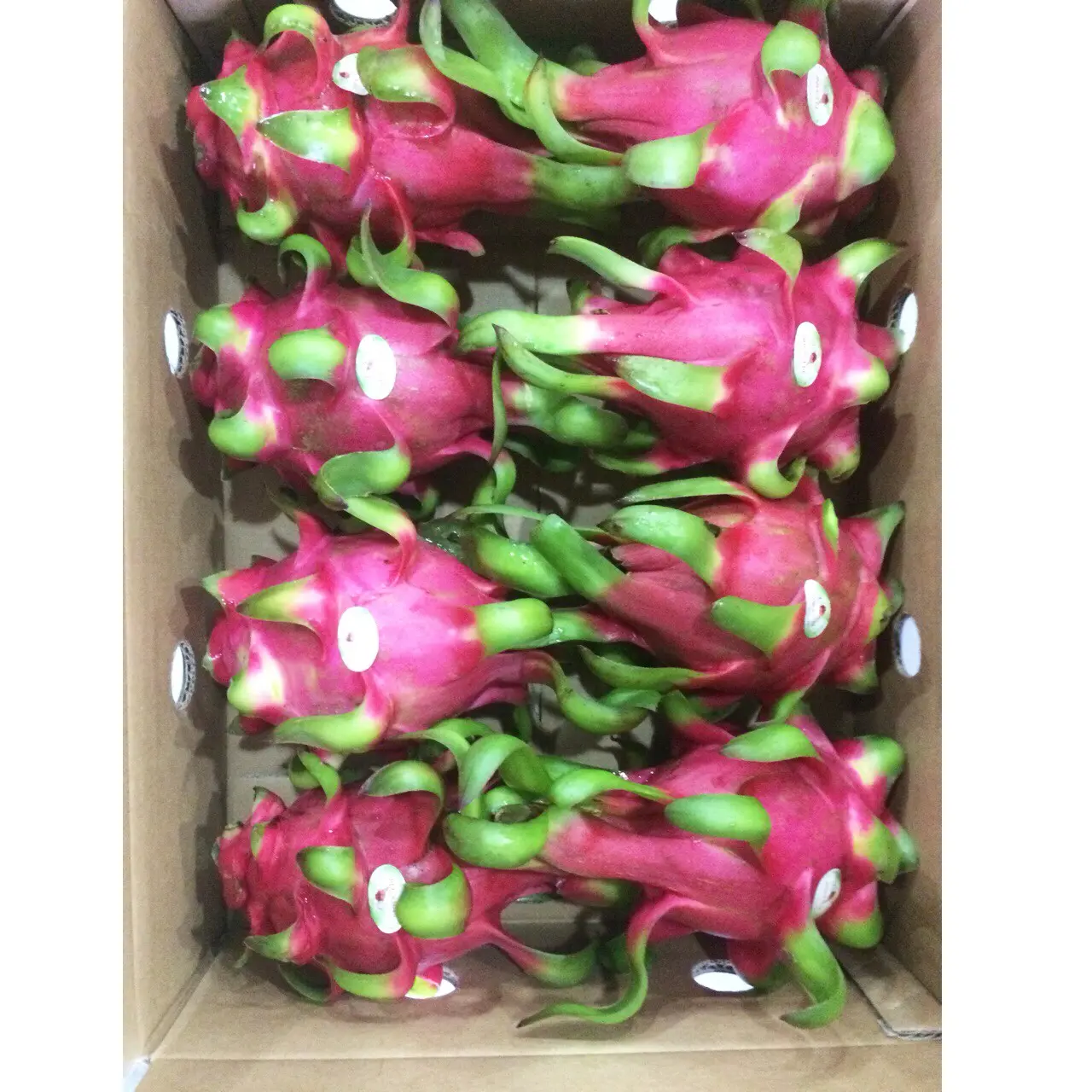Imballaggio della scatola di cartone rosso e verde gusto dolce carne rossa/carne bianca varietà drago frutta esportazione dal Vietnam
