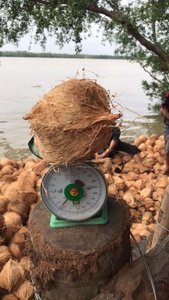 Noix de coco séché entièrement en haute qualité, au meilleur prix depuis VIET nico/whatsapp + 84 845 639 639 - Product Image 5