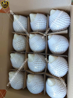 Boisson tropicale à haute teneur en noix de coco, original du VIETNAM avec certificat ISO, STYLE d'emballage, WHATSAPP 0084 981 144, 196