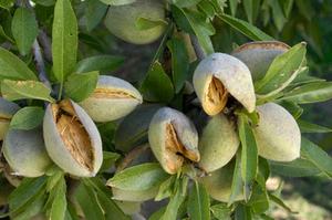 Huile de support d'argan pressée à froid |   Extrait naturel pur à 100% |   Fournisseur certifié GMP |   OEM/ODM disponible - Product Image 2