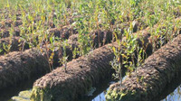 Blocs de coco biodégradables pour le contrôle de l'érosion
