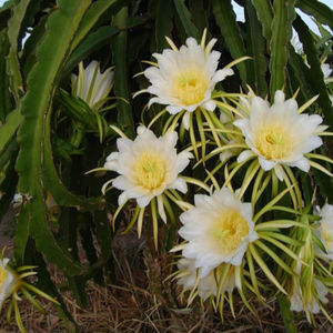 ดอกไม้ผลไม้มังกรตากแห้งแบบพิเศษสำหรับวันหยุดการทำอาหาร - Product Image 6