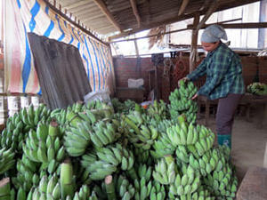 Banane Cavendish Fresche/Banane Fresche - <span class=keywords><strong>Lionel</strong></span> +84 348130044 - Product Image 6