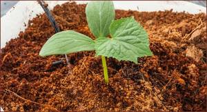 PAS CHER LOOSE COCO PEAT/ COCO PEAT / CONTACT: Mme Laura: + 84 896611913 - Product Image 6