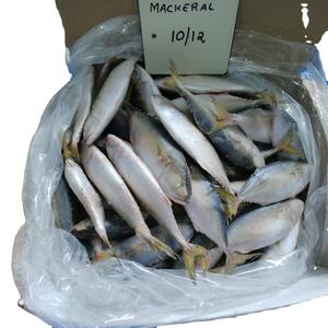 Maquereau d'Atlantique Congelé Qualité Supérieure Entier Grande Taille 300-400g Emballage Sous Vide Processus BQF Nutritif Afrique du Sud (Scomber) - Product Image 1