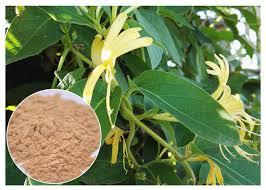 Poudre de Chèvrefeuille 100% Jaune Brun Vietnam 2024 Vietdelta Akina Durée de Conservation 6-12 Mois - Product Image 4