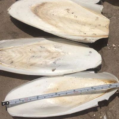 Кости для морской слепки/кости для Сушеной Морской слепки/кости для рыбы