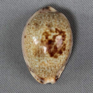 Wholesales Mini Small Golden Cowrie <strong>Shell</strong> in Stock/ Cheap Price tiger Cowrie Seashell Vietnam <strong>Supplier</strong> 99 Gold Data - Product Image 4