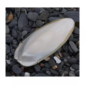 Os de seiche lavés et séchés, os de seiche frais du Vietnam Mary - Product Image 6