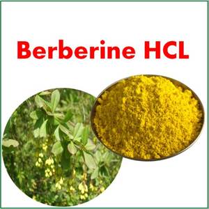 Extracto de Berberis Aristata en Polvo, Berberina HCL 98%, Clorhidrato de Berberina - Product Image 2
