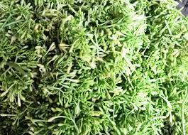 Telosma Cordata สำหรับชา - Product Image 3