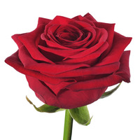 Hydrolat de rose biologique en vrac, eau florale distillée à la vapeur de Bulgarie, Rosa Damascena, certifié GMP