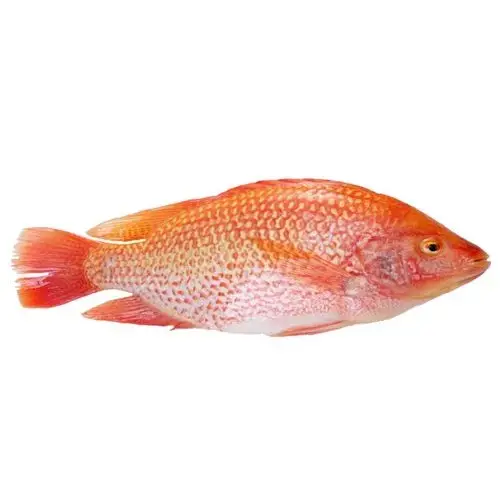 Recetas de tilapia roja a granel, precio barato, tilapia roja, nombre científico, agricultura, venta al por mayor, Sr. Porter