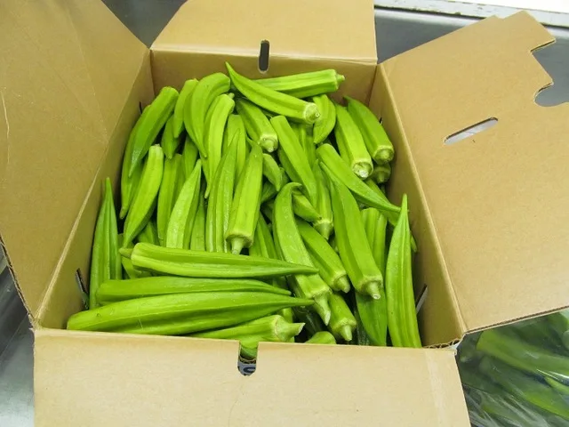 OKRA EXPORT LARGE QUANTITY WITH BEST QUALITY // THOMAS +84961478592