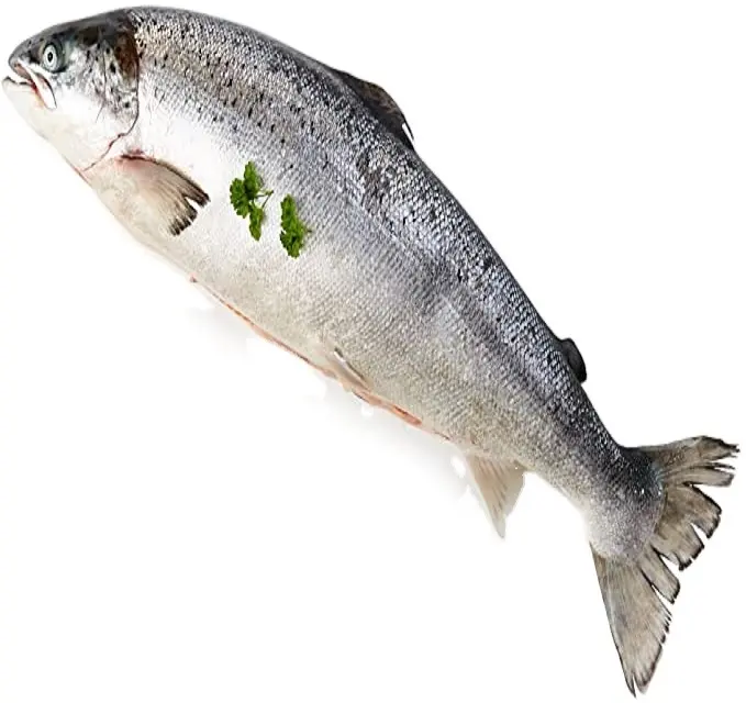 Preço barato noruega atlântico salmon exportação para tailândia, vietnã, hong kong, japão