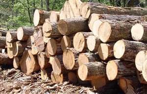 Best Price of High Quality Pine <b>Wood</b> <b>Logs</b> From Vietnamese Direct Manufacturers LOW TAX and NEGOTIABLE PRICE - Product Image 3