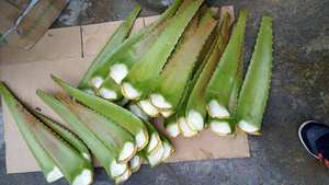 Haute qualité ALOVERA Aloe Vera feuille de couleur verte fraîche du Vietnam - Product Image 6