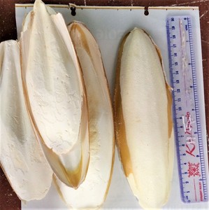 กระดูกปลาหมึกแห้งสำหรับอาหารสัตว์ - Product Image 4