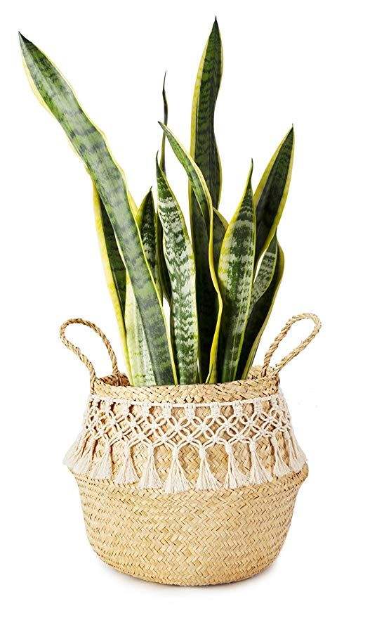 เหลืองอ่อน