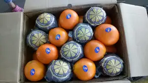 Taze mısır turuncu/ihracat kalite göbek turuncu/kalite turuncu için satış