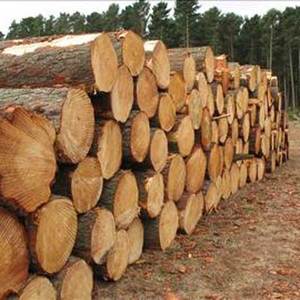 AUSTRALIAN PINUS RADIATA <b>LOGS</b> (RADIATA PINE <b>LOGS</b>) KI' GRADE(<b>WOOD</b> in the ROUGH,NOT SAWN) Radiata Pine Lumber From South America - Product Image 3
