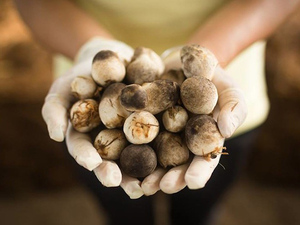 CHAMPIGNONS DE PAILLE CONGELÉS DE HAUTE QUALITÉ/CHAMPIGNONS CONGELÉS BIOLOGIQUES DU VIET NAM/Mme Laura - Product Image 6