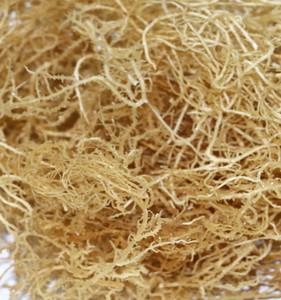 Gracilaria de Vietnam / Gracilaria Blanca de Kerping / Holiday - Product Image 6