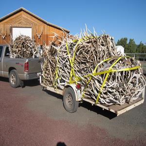 เขากวางแดงล้วนจากธรรมชาติ - Product Image 5